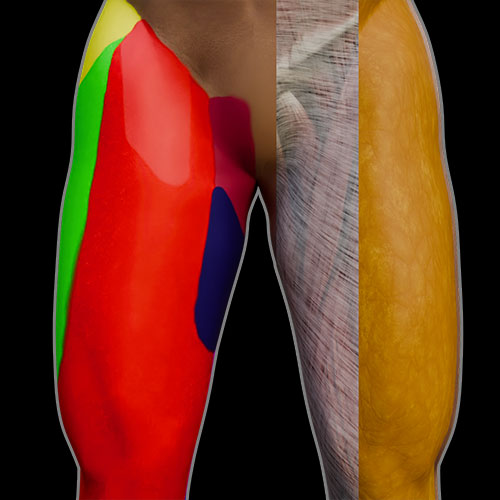Thigh Surface Anatomy Innervation Fasciae