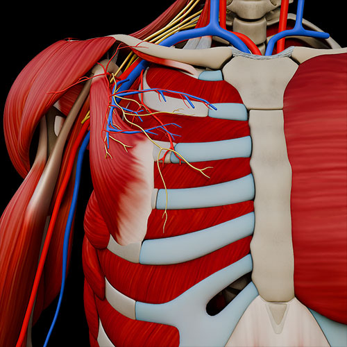 Pectoral Region III:\nMuscles