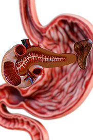 Gastrointestinal Physiology