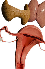 Endocrinology and Reproduction