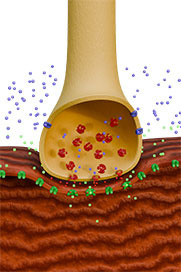 Membrane, Nerve & Muscle