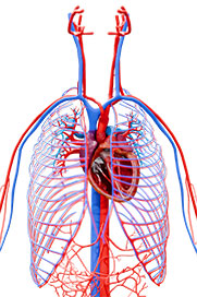 Circulatory Physiology