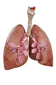 Respiratory Physiology